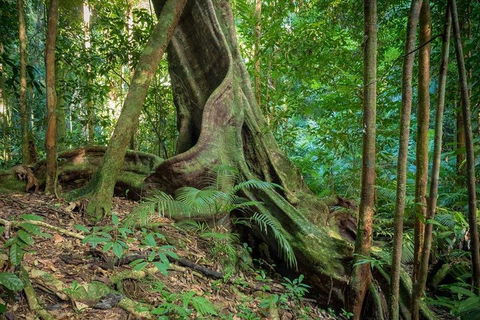 Private Daintree Mossman Gorge Exclusive Nature And Wildlife Focus - Accommodation BNB 0