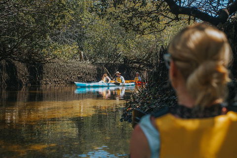 Kayak Tour In Adelaide Dolphin Sanctuary - Accommodation BNB 0