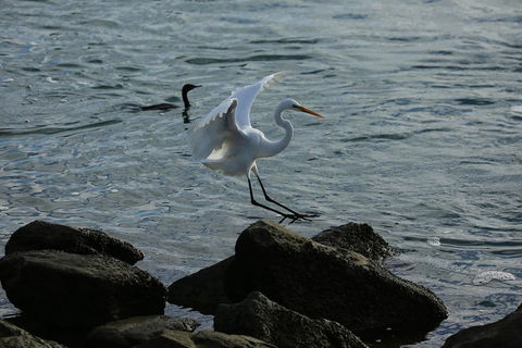 Kayak Tour In Adelaide Dolphin Sanctuary - Accommodation BNB 1