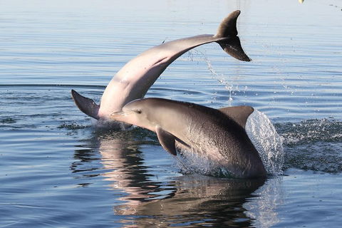 Kayak Tour In Adelaide Dolphin Sanctuary - Accommodation BNB 5
