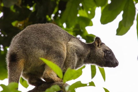 Cairns & Port Douglas All-Inclusive 7 Days Touring Package - Accommodation BNB 3