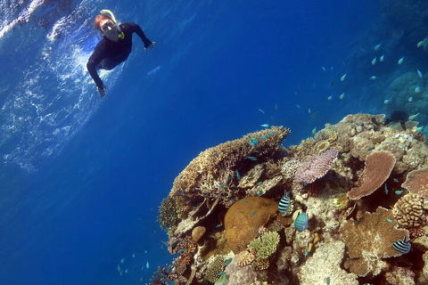 Silverswift Outer Great Barrier Reef Dive And Snorkel Cruise From Cairns - Accommodation BNB 3