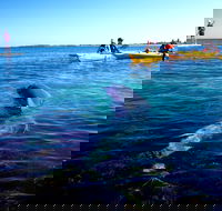 Penguin and Seal Islands Sea Kayaking Experience - Accommodation BNB