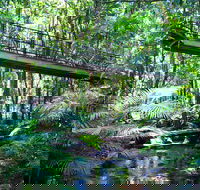 Double Pack-Ancient Rainforest and Waterfalls - Accommodation BNB