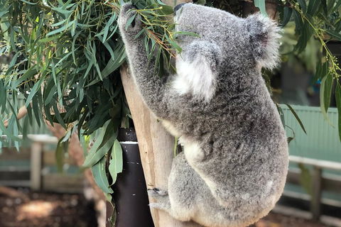 Private Blue Mountains And Wildlife Park Tour From Sydney With Barbecue Lunch - Accommodation BNB 0