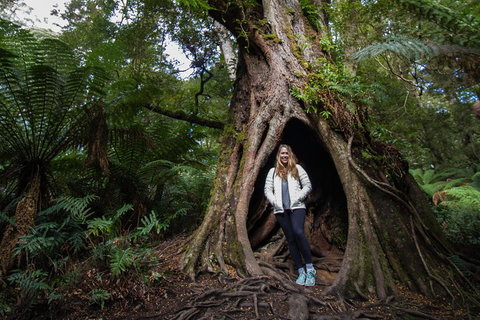 Great Ocean Road Small-Group Ecotour From Melbourne - Accommodation BNB 4