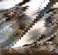 Great Ocean Road Sunset Tour from Melbourne - Accommodation BNB