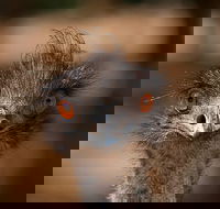 Currumbin Wildlife Sanctuary General Entry Ticket - Accommodation BNB