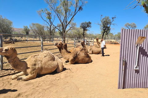 West MacDonnell Ranges Half-Day Small-Group Tour With Camel Ride - Accommodation BNB 0