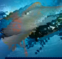 Great Barrier Reef Snorkeling and Diving Cruise from Cairns - Accommodation BNB