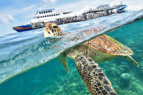 Scenic Helicopter Flight To Moore Reef And Return Snorkeling Cruise From Cairns - Accommodation BNB 0