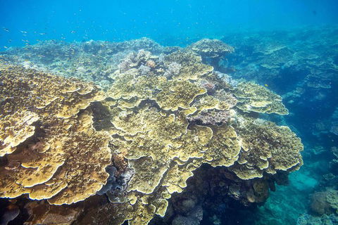 Scenic Helicopter Flight To Moore Reef And Return Snorkeling Cruise From Cairns - Accommodation BNB 2
