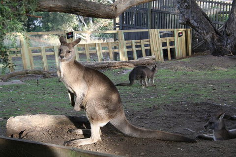 Mt. Wellington, Bonorong And Richmond Day Tour From Hobart - Accommodation BNB 2