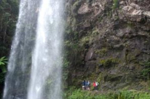 Springbrook National Park Discovery Full-Day Bushwalking Tour - Accommodation BNB 0