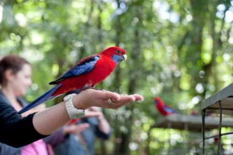Springbrook National Park Discovery Full-Day Bushwalking Tour - Accommodation BNB 1