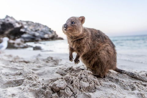 Rottnest Island All-Inclusive Grand Island Tour From Fremantle - Accommodation BNB 2
