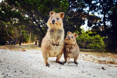 Rottnest Island All-Inclusive Grand Island Tour From Fremantle - Accommodation BNB 5