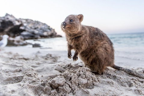 Rottnest Island Bike & Ferry Package From Perth - Accommodation BNB 5