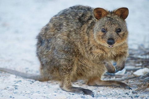 Rottnest Island Bayseeker Day Trip From Perth - Accommodation BNB 2