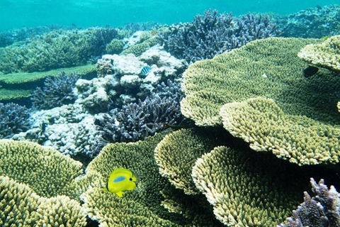 Abrolhos Islands Scenic Flight & Snorkel Adventure From Perth - Accommodation BNB 4