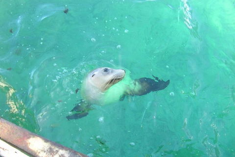 Abrolhos Islands Scenic Flight & Snorkel Adventure From Perth - Accommodation BNB 5