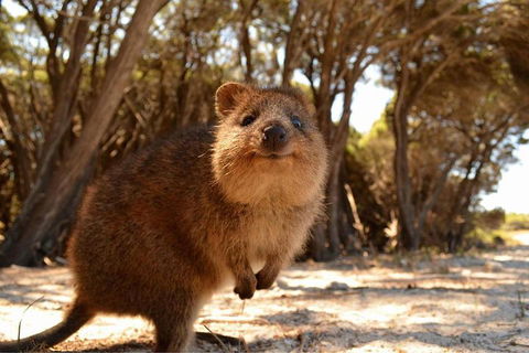 Wave Rock & Rottnest Island - Air & Ground Tour - Accommodation BNB 0