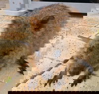 Wave Rock Pinnacles and Rottnest One Day Aeroplane Tour - Accommodation BNB