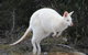 Small-Group Day Trip From Hobart To Bruny Island - thumb 2