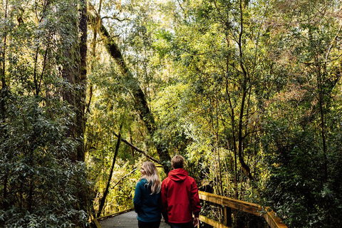Gordon River Cruise Departing From Strahan - Accommodation BNB 2