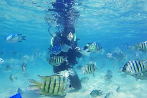 Adventure Moreton Island Scuba Dive Tour - Accommodation BNB 1