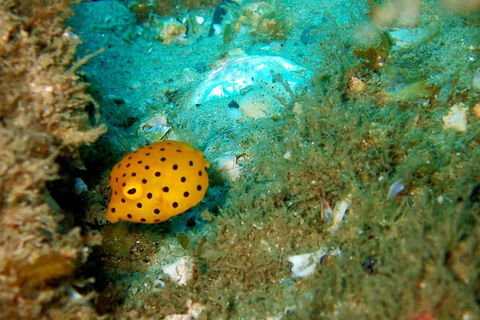Wave Break Island Scuba Diving On The Gold Coast - Accommodation BNB 3