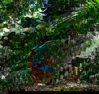 Full Day Daintree Rainforest and Mossman Gorge Tour - Accommodation BNB