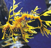 SEA LIFE Melbourne Aquarium Admission Ticket