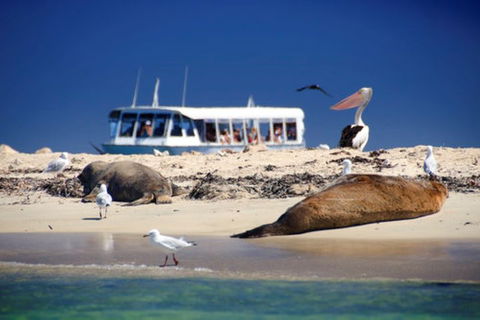 Dolphin, Penguin And Sea Lion Cruise - Accommodation BNB 1
