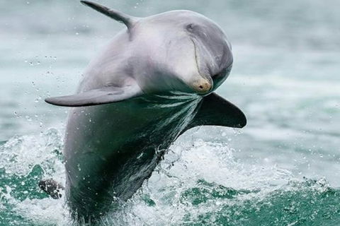 Dolphin, Penguin And Sea Lion Cruise - Accommodation BNB 2