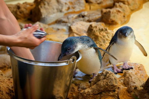 Dolphin, Penguin And Sea Lion Cruise - Accommodation BNB 3