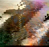 Full-Day Great Ocean Road and 12 Apostles Sunset Tour from Melbourne - Accommodation BNB