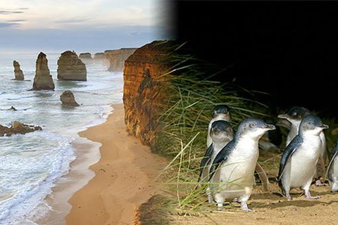 Melbourne Super Saver: Great Ocean Road + Phillip Island + Attraction Pass - Accommodation BNB 0