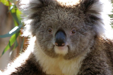 Melbourne Super Saver: Great Ocean Road + Phillip Island + Attraction Pass - Accommodation BNB 3