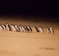 Phillip Island Penguin Parade Express Tour from Melbourne