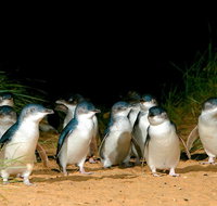Puffing Billy Moonlit Sanctuary  Penguins Day Tour