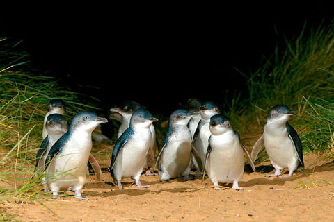 Puffing Billy, Moonlit Sanctuary & Penguins Day Tour - Accommodation BNB 0