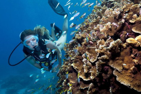 Great Barrier Reef Diving And Snorkeling Cruise From Cairns - Accommodation BNB 1