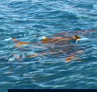 Roebuck Bay Snubfin Dolphin Cruise - Accommodation BNB