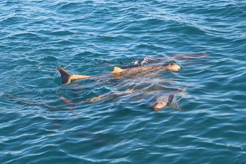 Roebuck Bay Snubfin Dolphin Cruise - Accommodation BNB 0