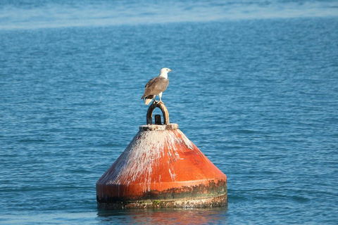 Roebuck Bay Snubfin Dolphin Cruise - Accommodation BNB 1
