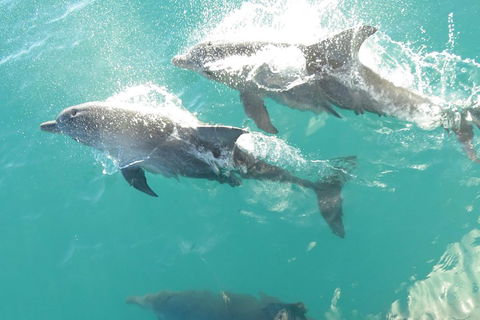 Roebuck Bay Snubfin Dolphin Cruise - Accommodation BNB 2