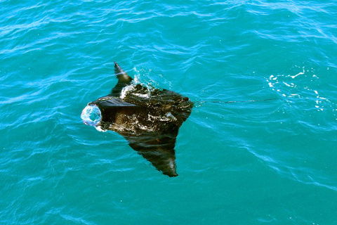 Roebuck Bay Snubfin Dolphin Cruise - Accommodation BNB 5