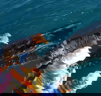 AOC Whale Watching from Broome - Accommodation BNB