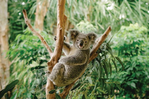 Full-Day Small-Group History And Heritage Tour Of Brisbane City - Accommodation BNB 2